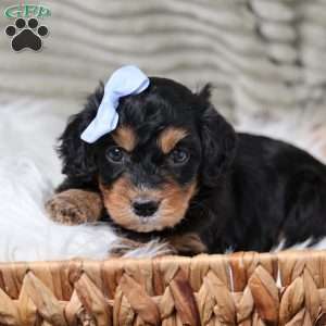 Rainbow, Cavapoo Puppy